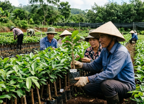 gia-cay-giong-cao-su-moi-nhat-kinh-nghiem-chon-mua-giong-chat-luong