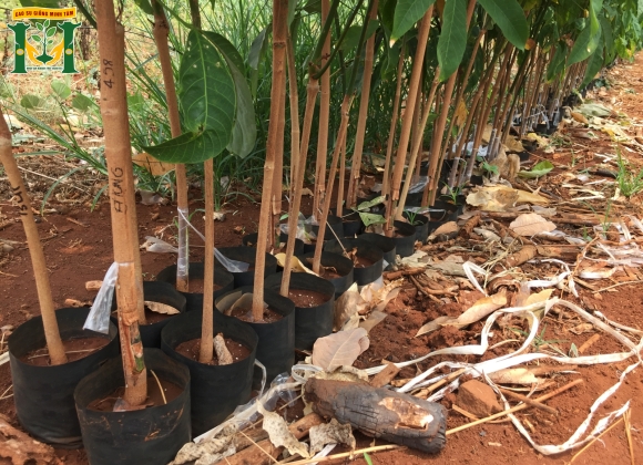🌱 Giống cao su PB 255