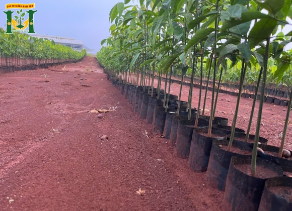 🌱 Giống cao su VM 515