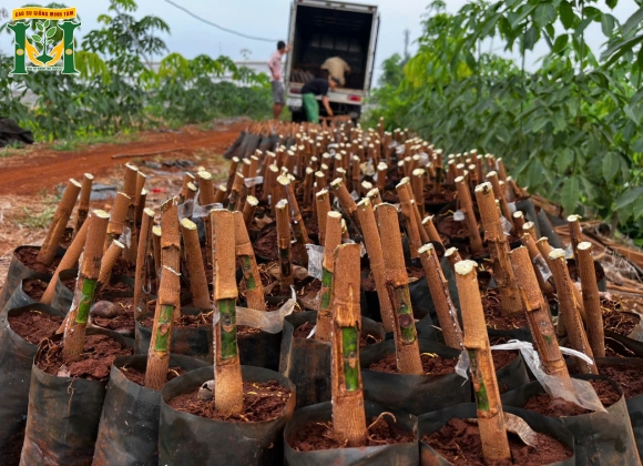 🌱 Giống cao su RRIV 1 