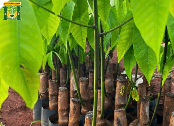 🌱 Giống cao su RRIV 4 
