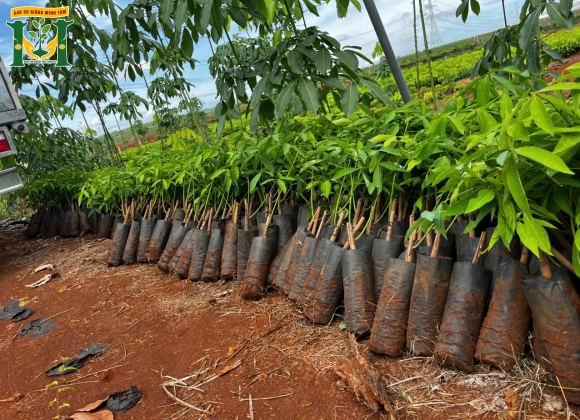 🌱 Giống cao su RRIV 114