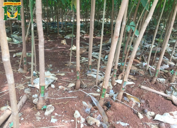 🌱  Giống cao su RRIV 106