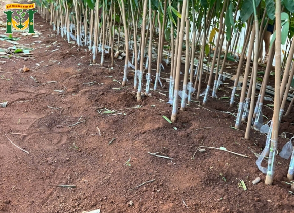 🌱 Giống cao su RRIV 209