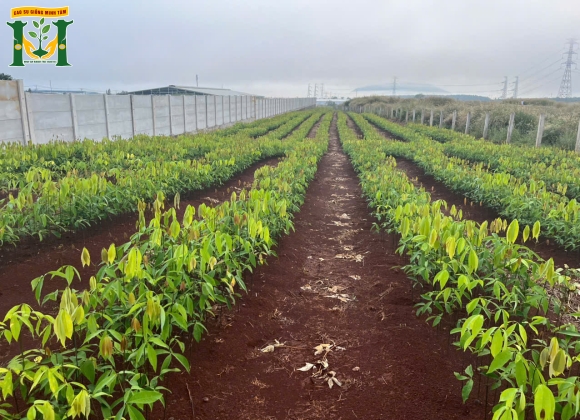 🌱 Stump trần (cây gieo hạt trực tiếp dưới đất và được lai tháp theo yêu cầu)